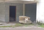 狗