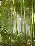 小竹院