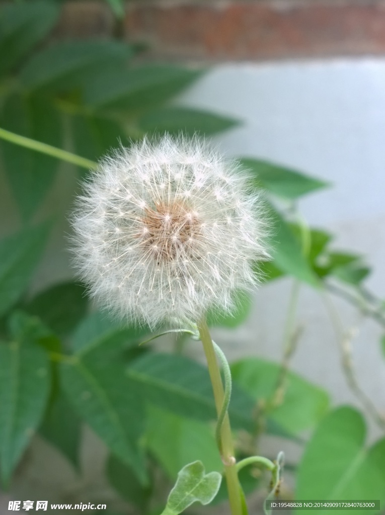 蒲公英