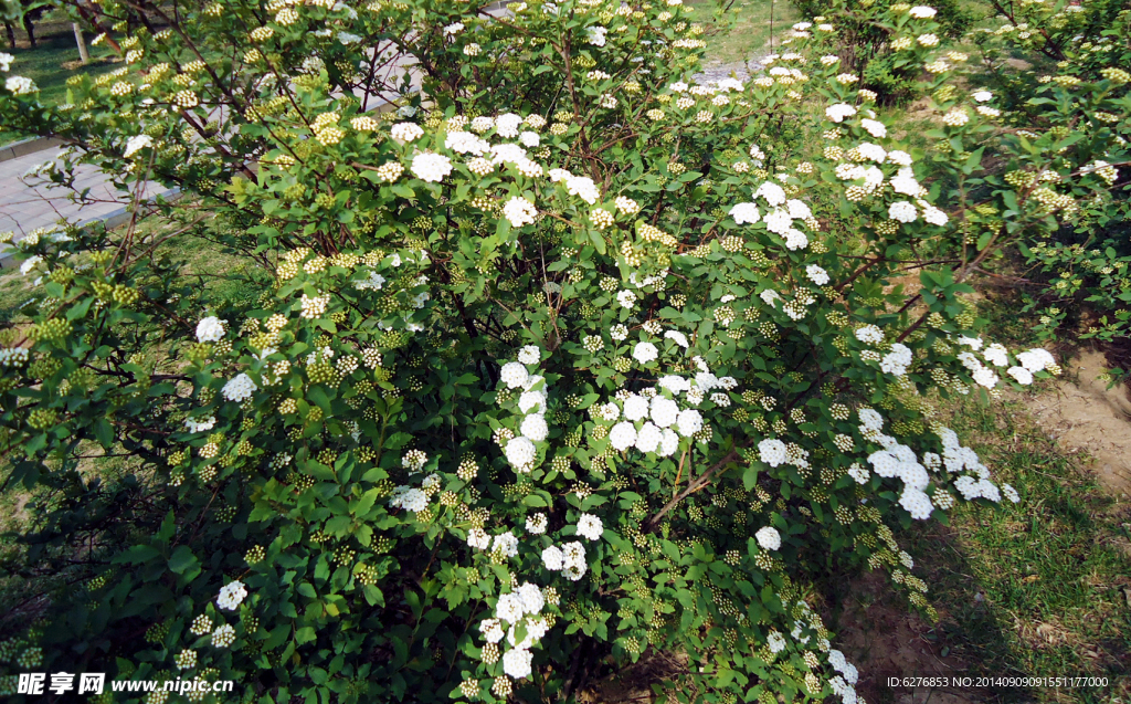 白花