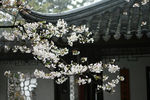 梨花技头
