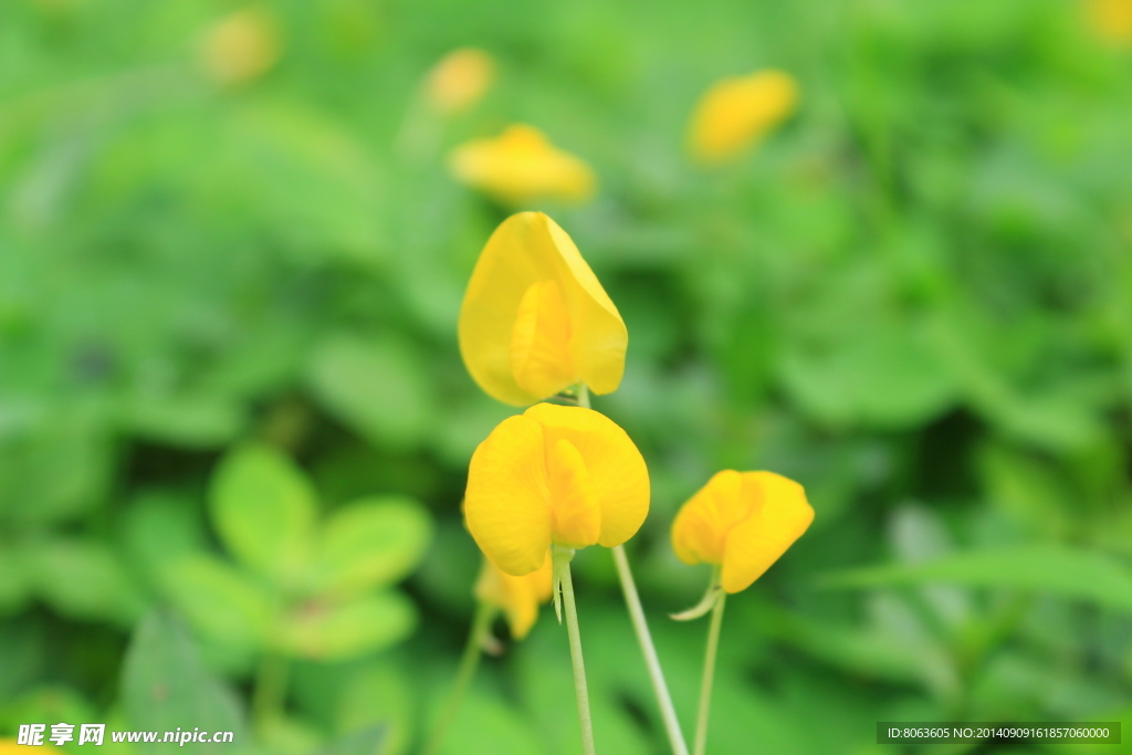 小黄花