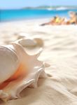 海滩上的海螺