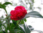 山茶花