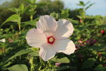 芙蓉葵花