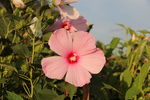 芙蓉葵花