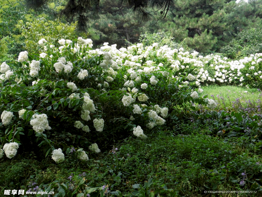 白花