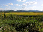 稻田
