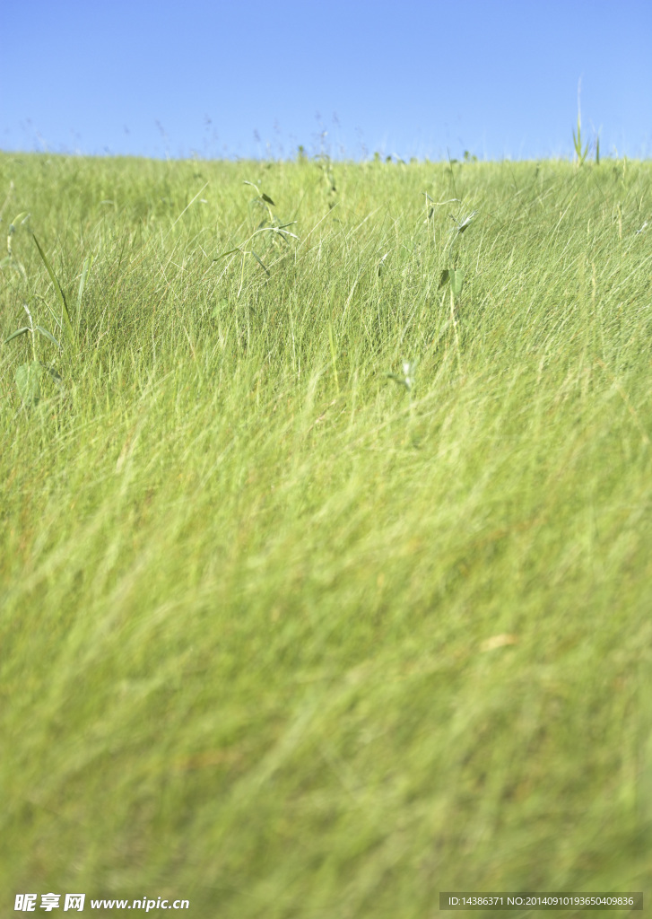 田野