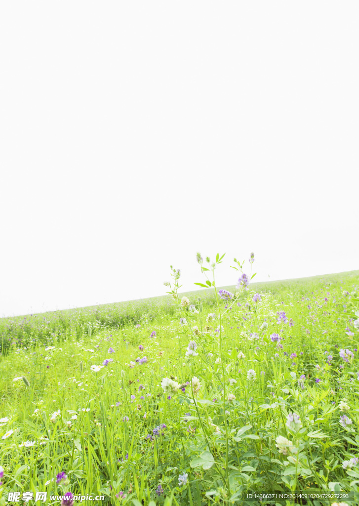 田野