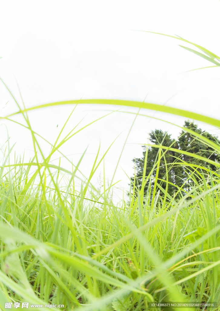 田野