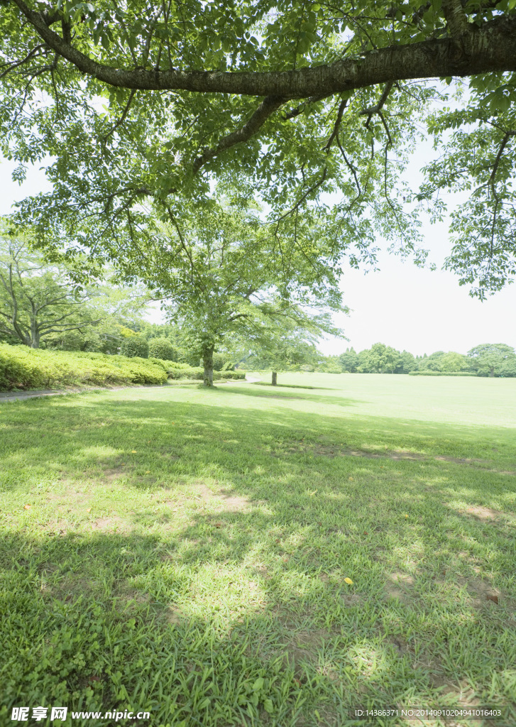 田野