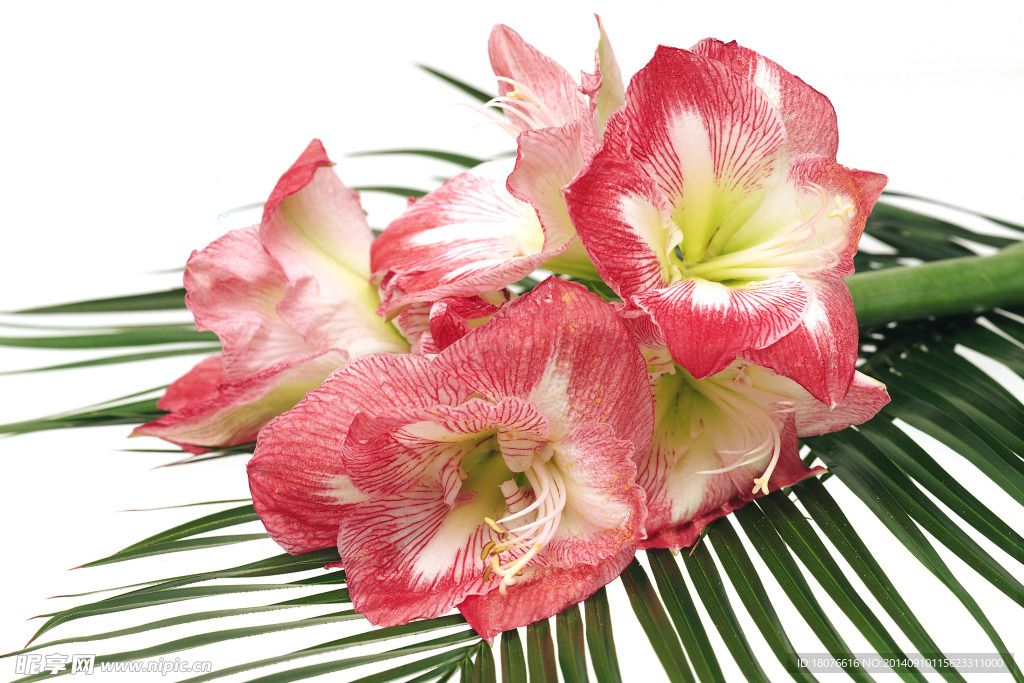 花卉