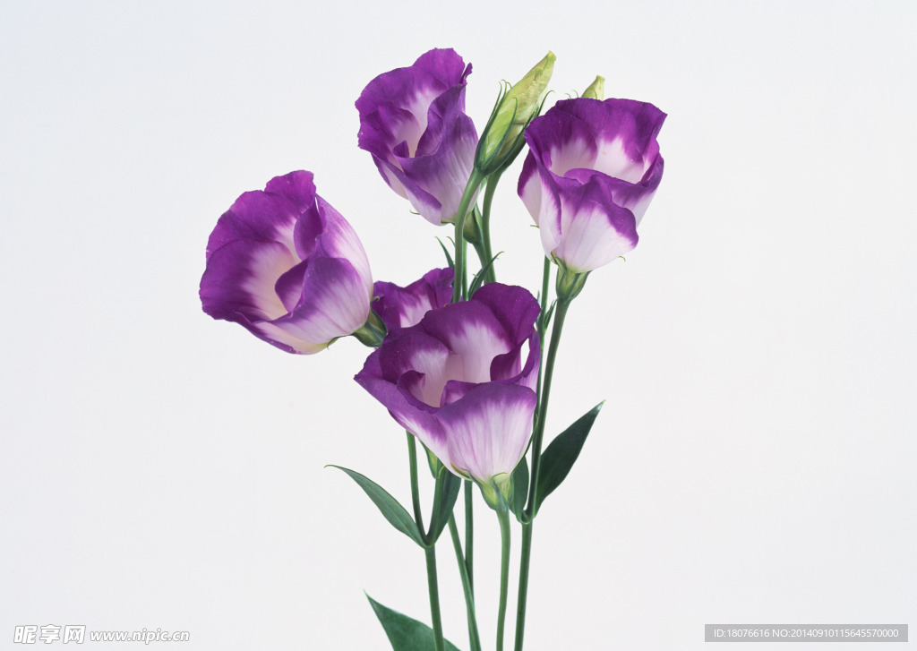 群芳 花卉