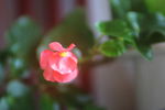 小花