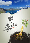 野山参海报