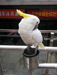 鹦鹉