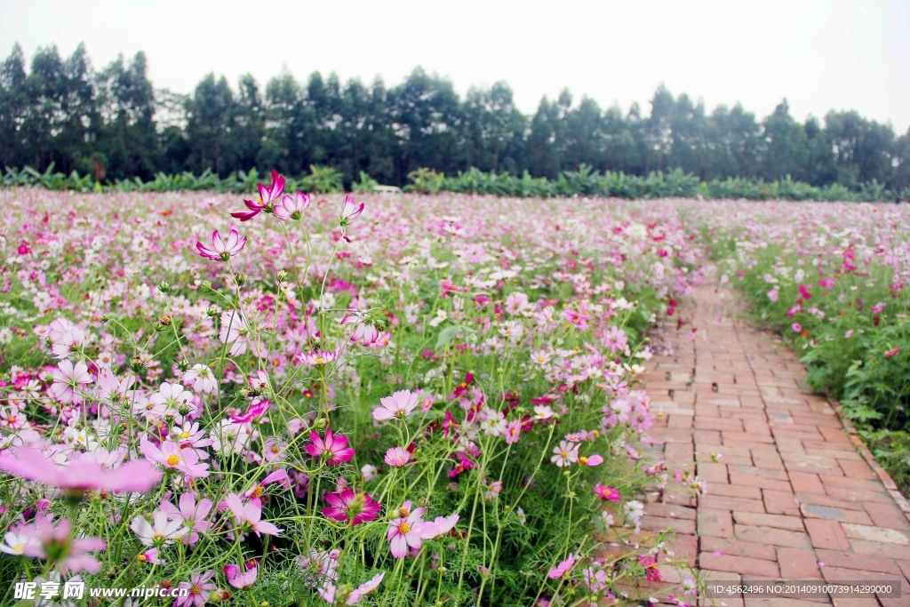 花海