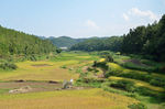 田野稻子丰收