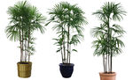 棕榈树 植物盆景 花卉
