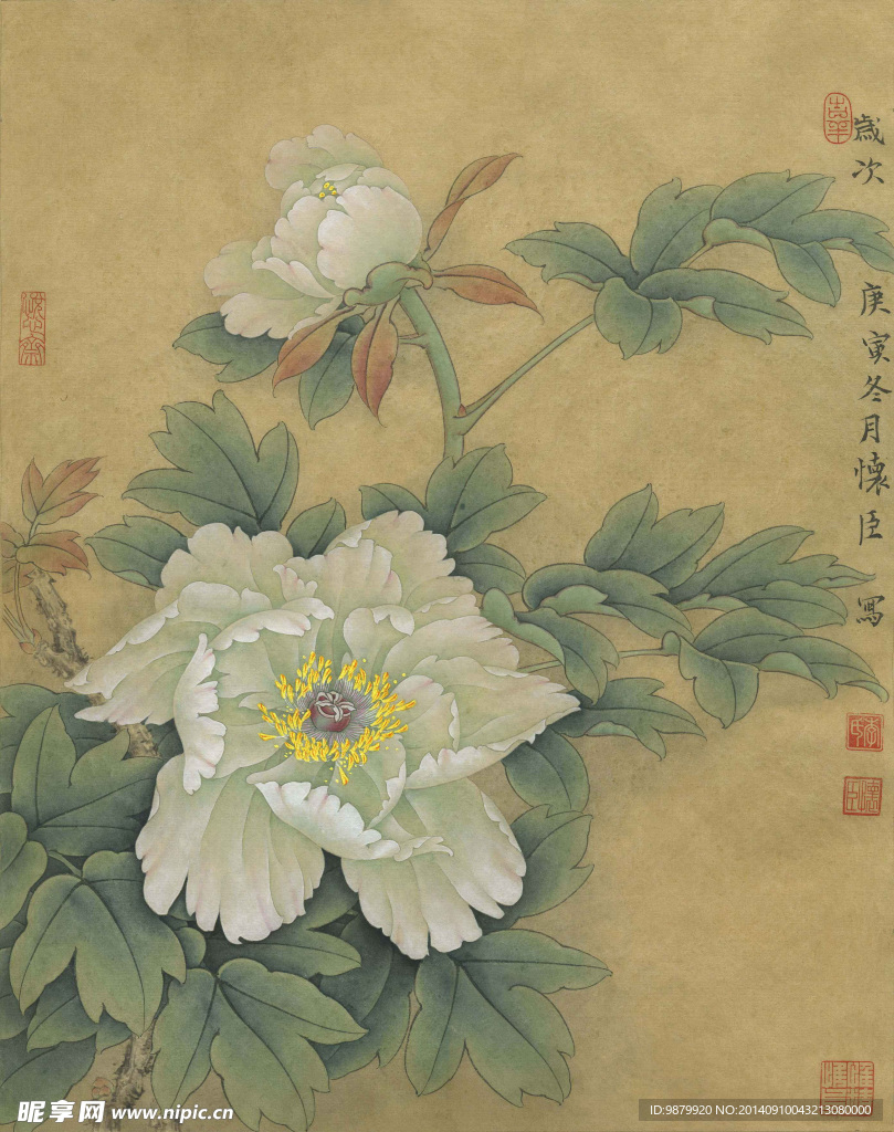牡丹