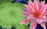 抽象荷花
