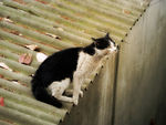 屋檐上的 黑白猫