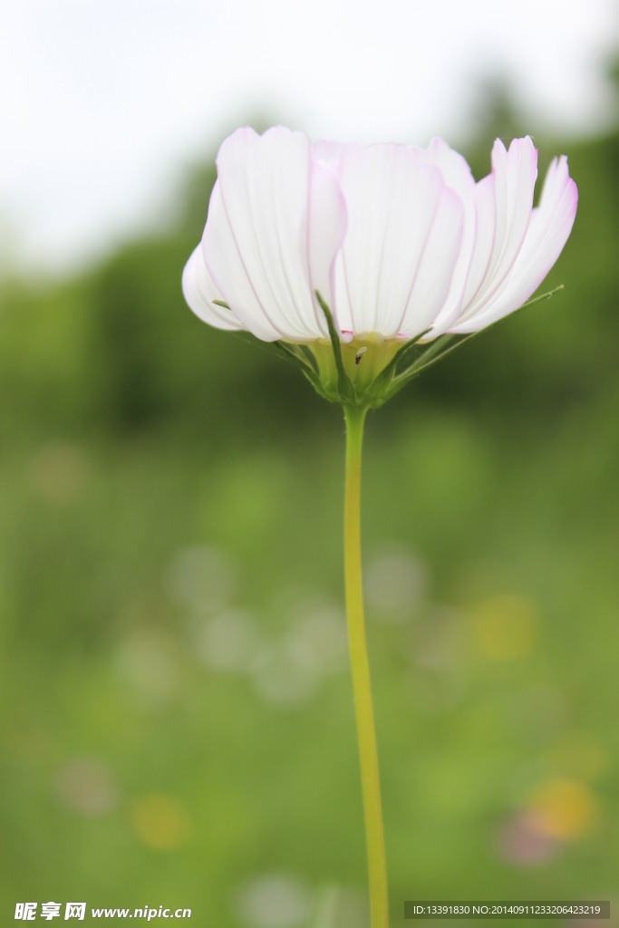 格桑花