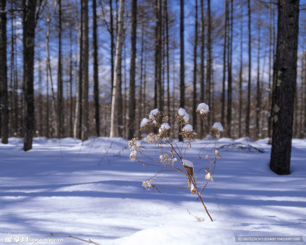 大雪迷幻