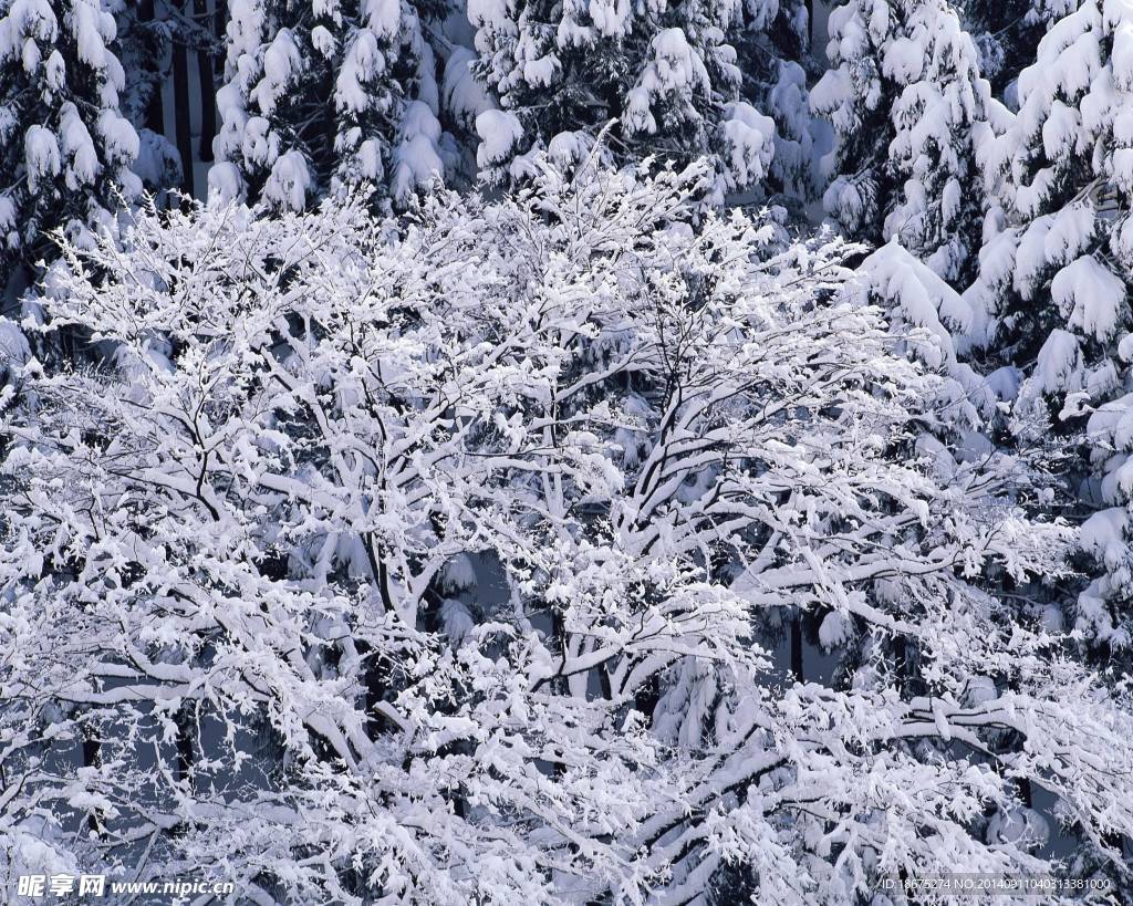 大雪迷幻