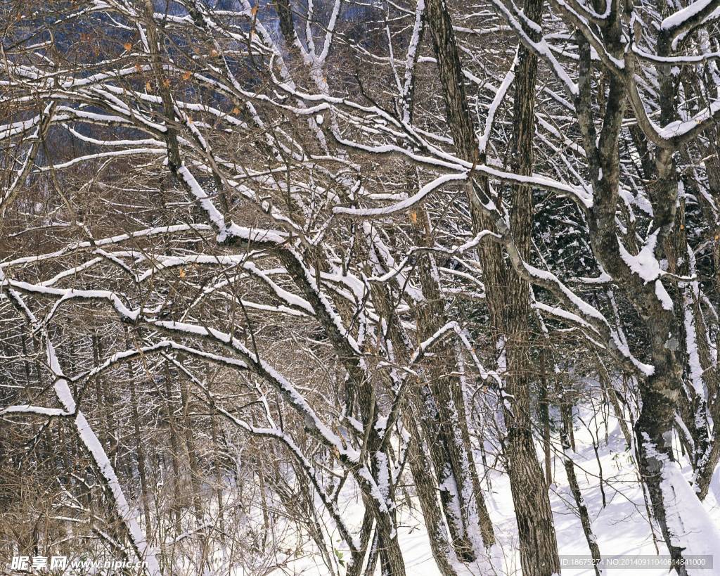 大雪迷幻