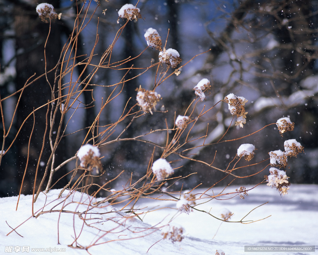 大雪迷幻