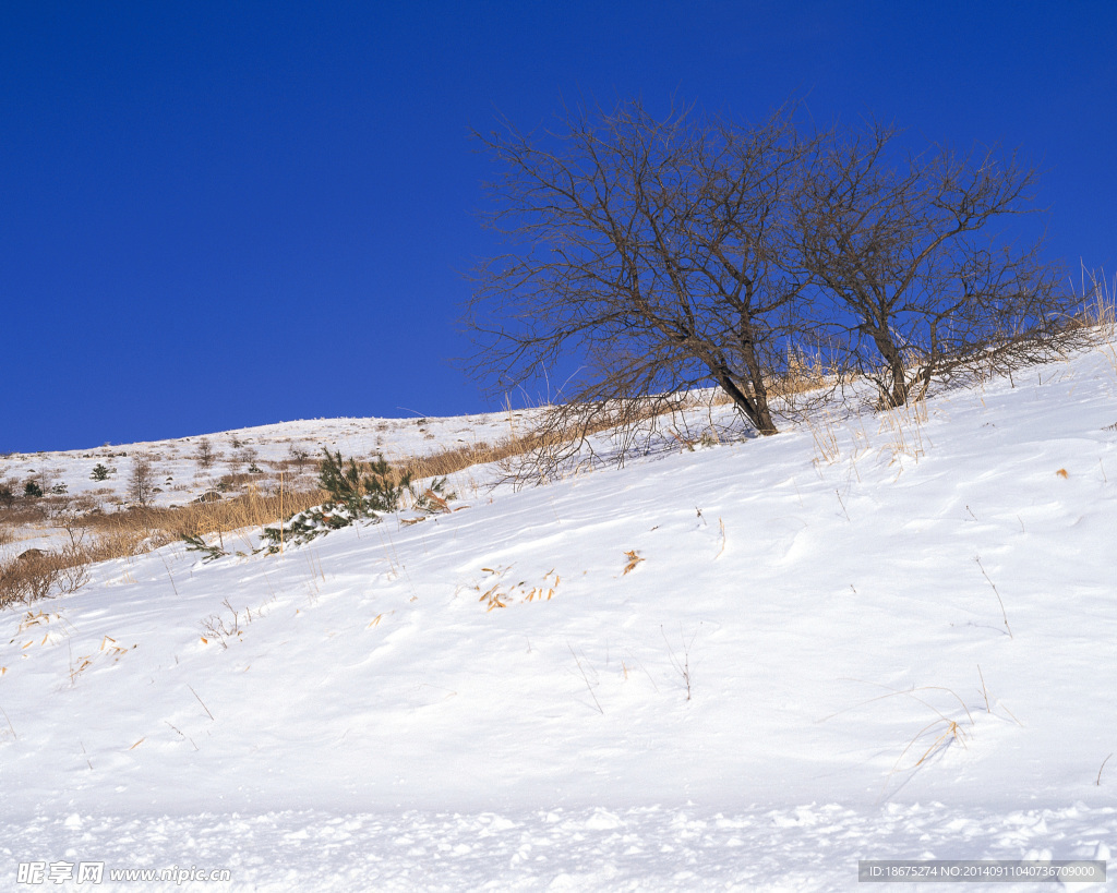 大雪迷幻