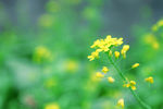 油菜花
