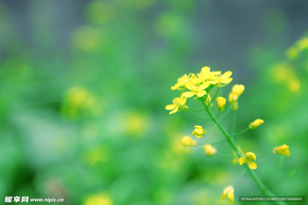 油菜花