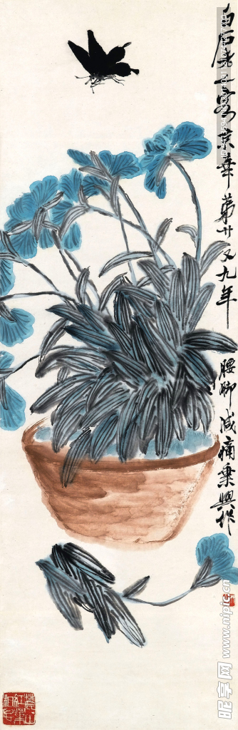 蓝花粉蝶