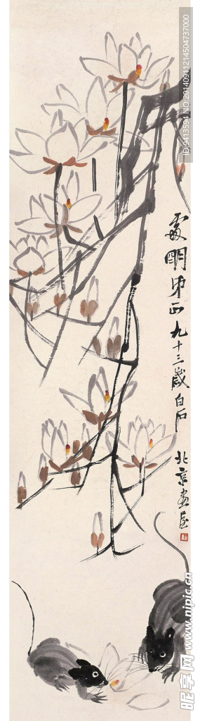 玉兰小鼠