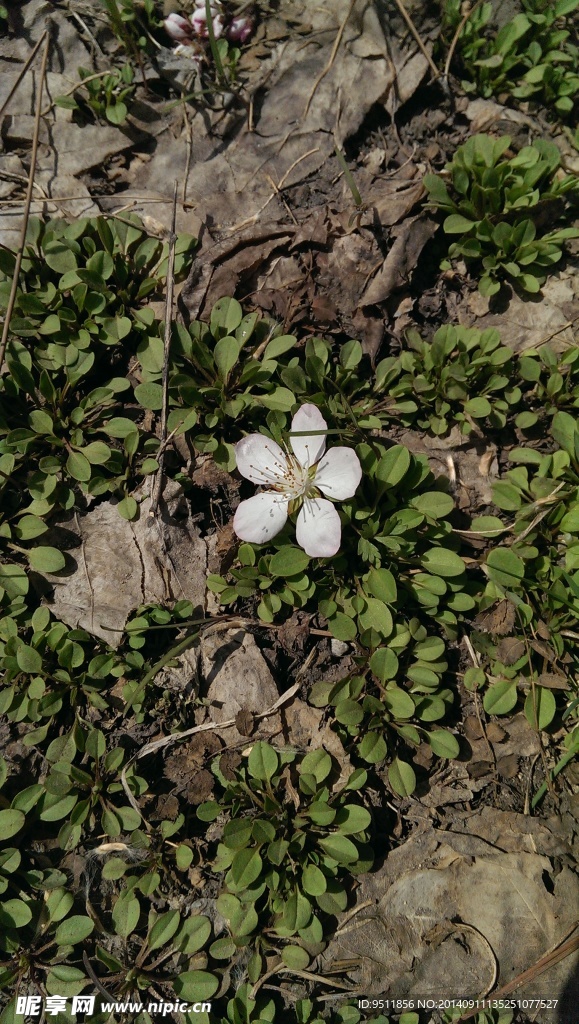 落花有情