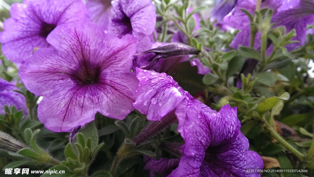 骤雨艳野花