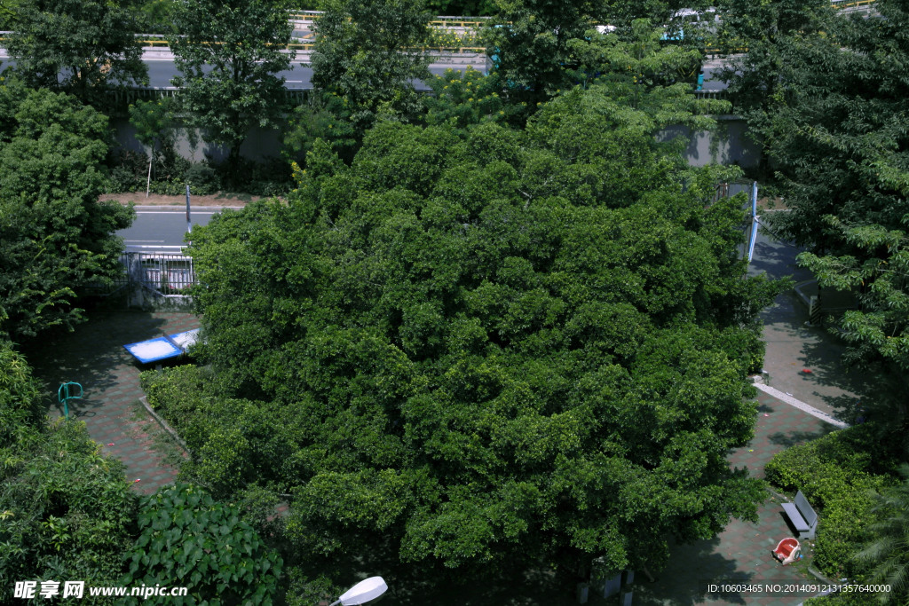 树木摄影绿色景观