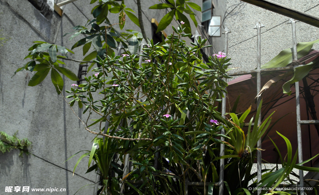 墙上草木 叶茂花开