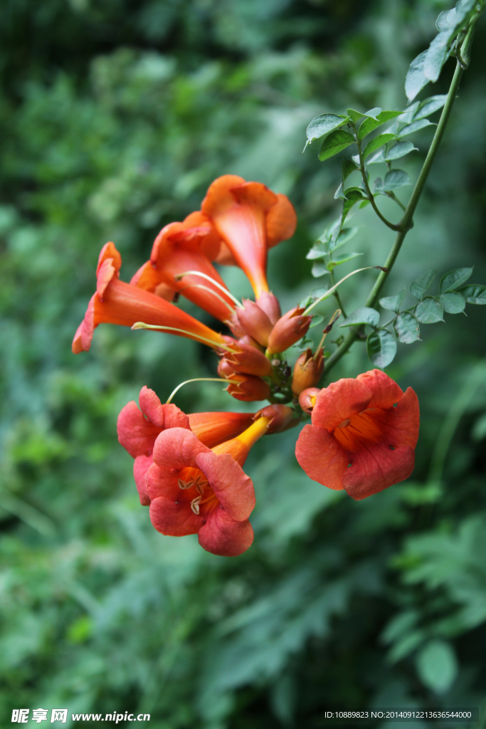 凌霄花