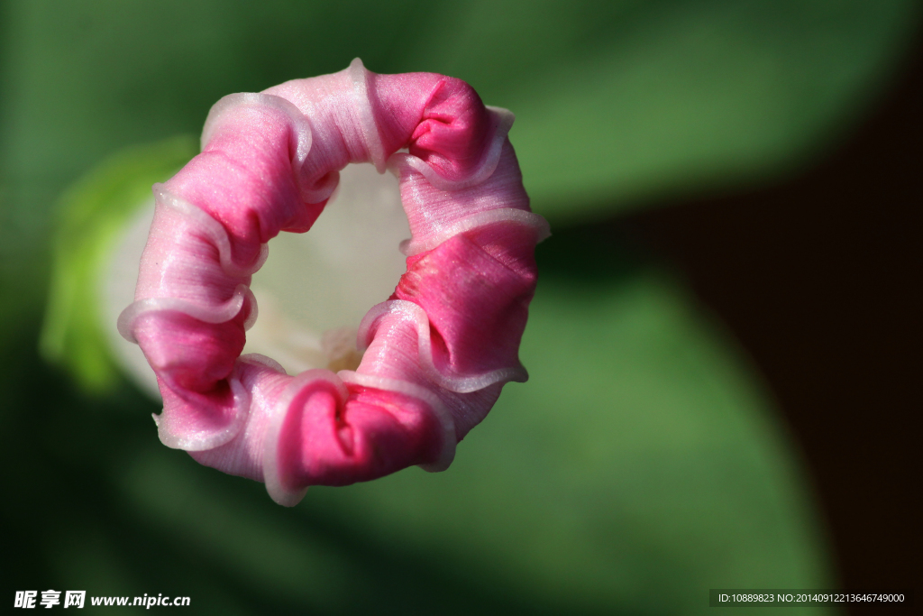 牵牛花