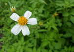 小白花