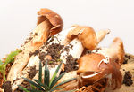 山珍 鸡枞菌