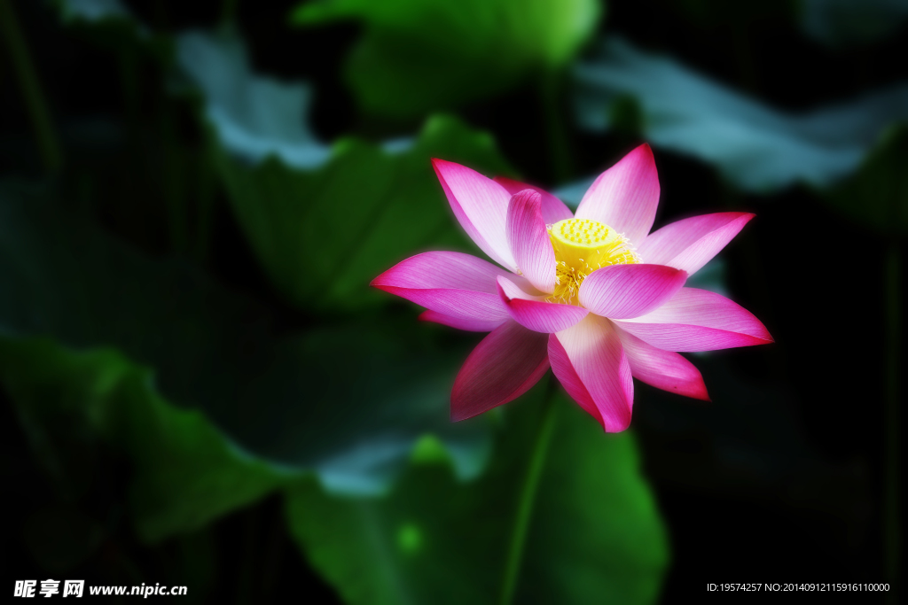 荷花