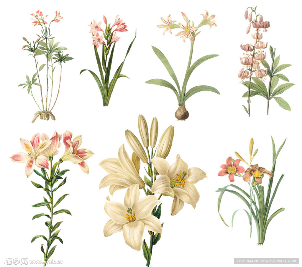 手绘百合花