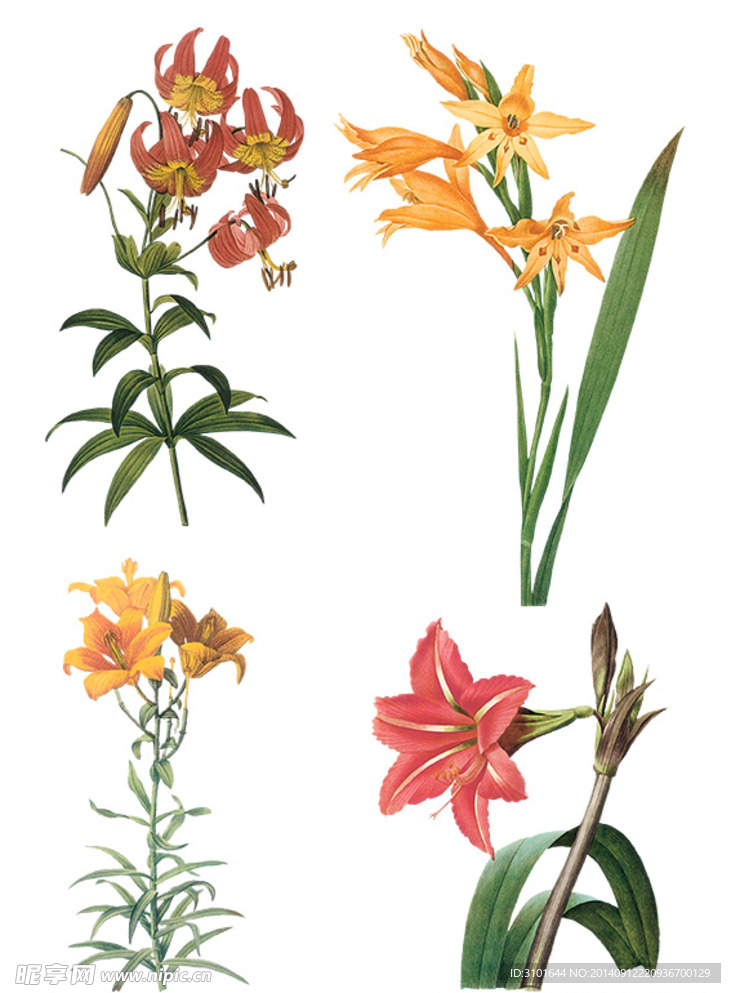 手绘百合花