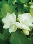 茉莉花