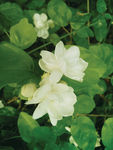 茉莉花